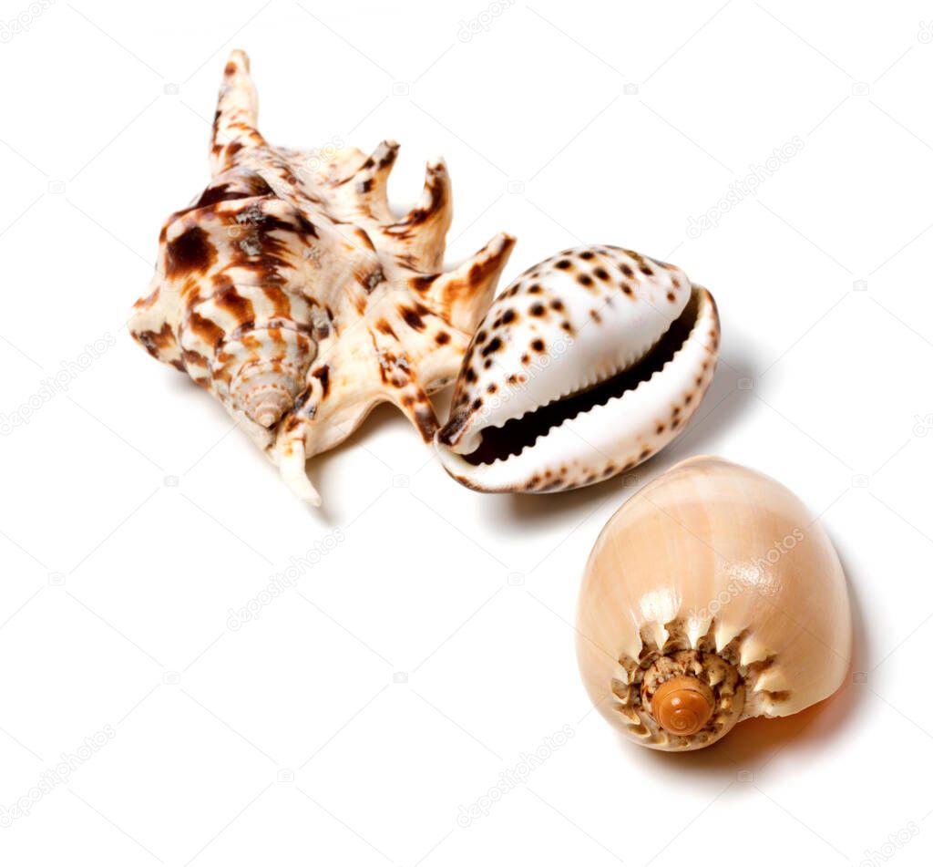 Exotic seashells isolated on white background. Selective focus.