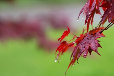 Kırmızı Japon akçaağaç yaprakları (Acer japonicum) ve yeşil arka planda yağmur sonrası su damlaları
