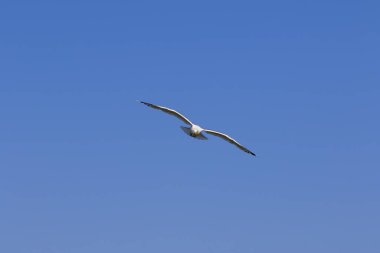 Martı güneşli bir günde açık mavi gökyüzünde süzülür