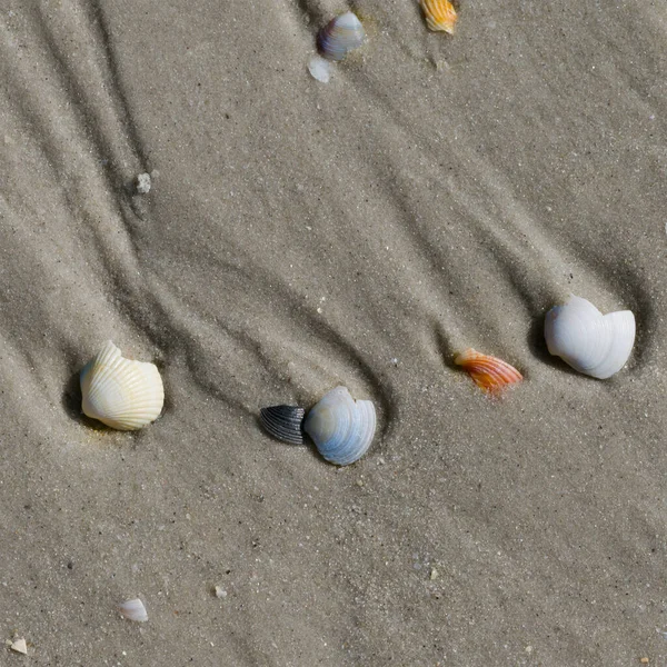 Coquillages Cassés Sur Plage Sable Mouillé Jour Été Vue Haut — Photo