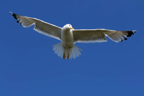 Gabbiano Che Vola Nel Cielo Azzurro Sole Giorno Estate — Foto Stock