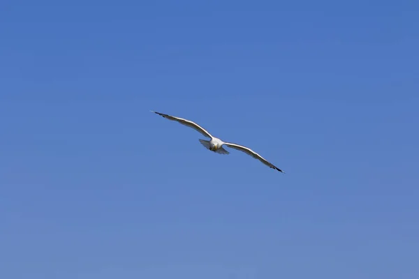 Måsen Svävar Klarblå Himmel Soldagen — Stockfoto