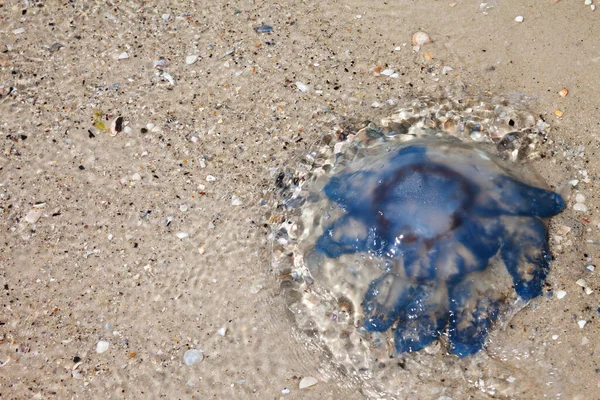 Jellyfish Rhizostoma Water Sea Shore Sun Summer Day — Stock Photo, Image