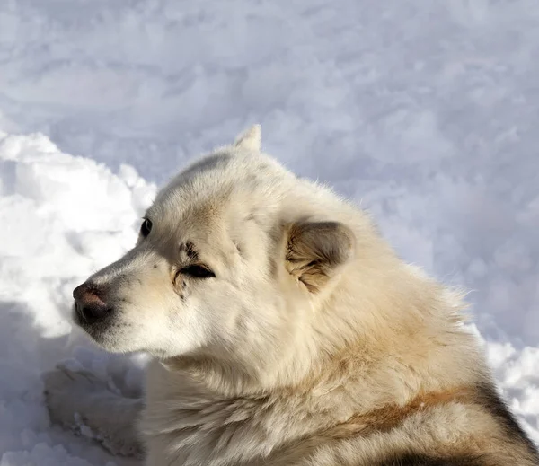 Hond Rustend Sneeuw Zon Winterdag — Stockfoto