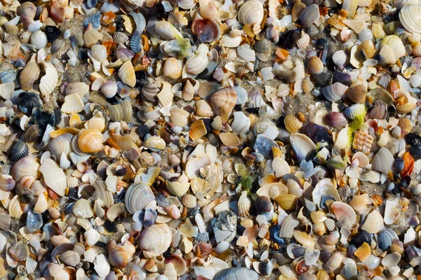 Yaz Günü Islak Kumsalda Kırılmış Deniz Kabuklarının Doğal Arka Planı — Stok fotoğraf