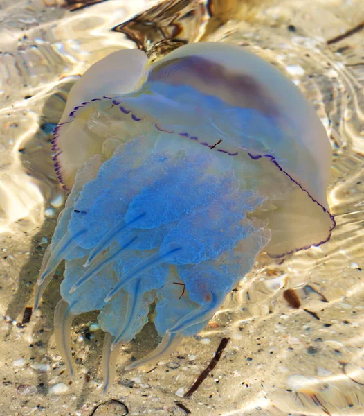 夏天的阳光下 海产水母 海产水母 特写镜头 — 图库照片