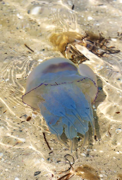 Jellyfish Rhizostomae Sea Sun Summer Day — Stock Photo, Image