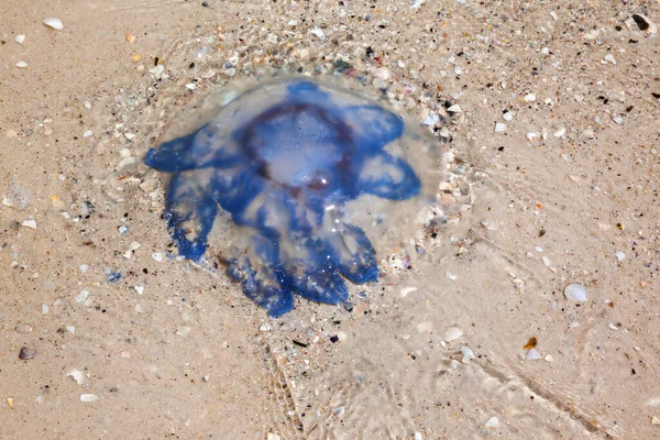 Jellyfish Rhizostoma Sand Sea Shore Sun Summer Day — Stock Photo, Image