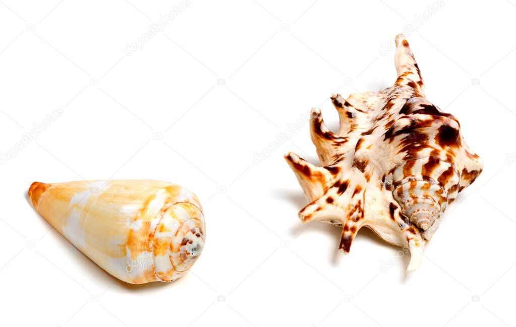 Two exotic seashells isolated on white background with copy space
