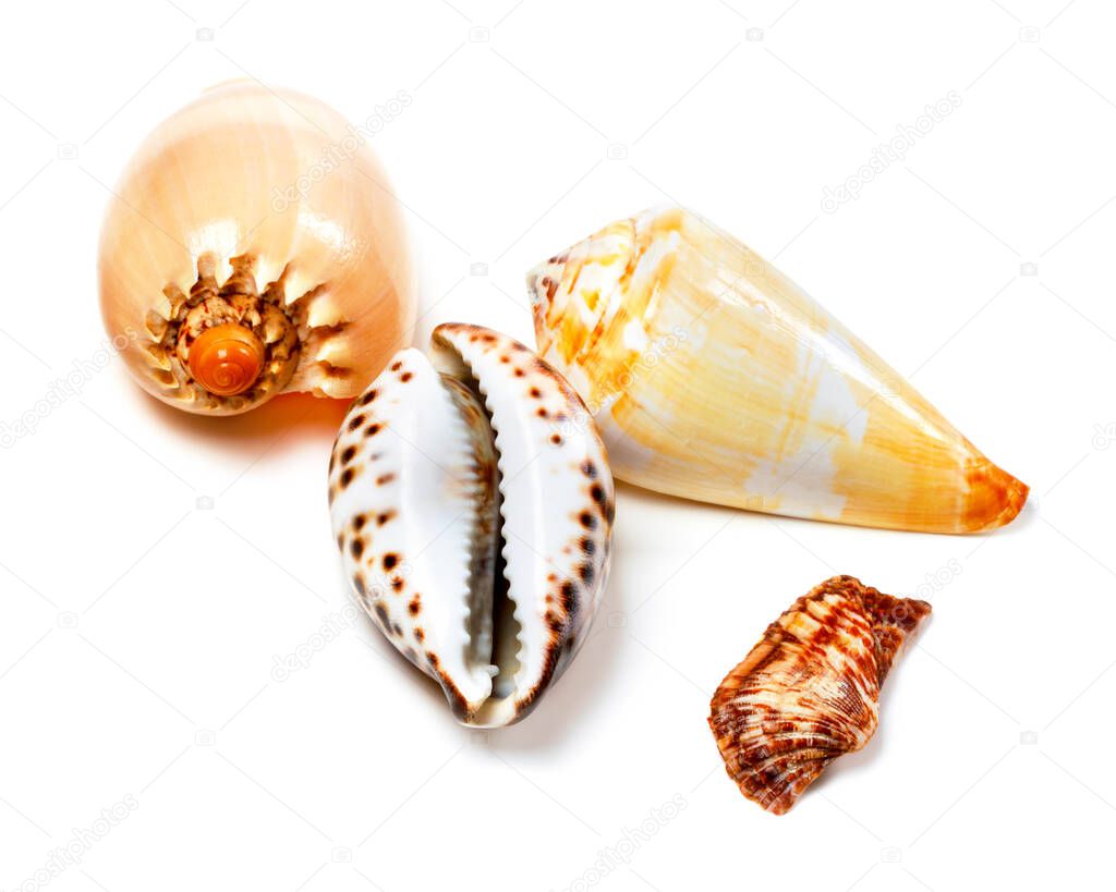 Various of exotic seashells isolated on white background