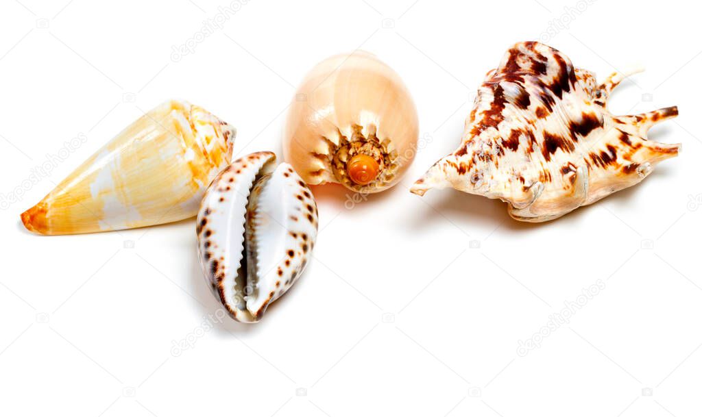 various of exotic seashells isolated on white background with copy space