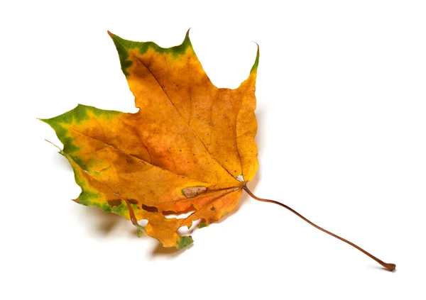Podzimní Sušený Javorový List Otvory Izolováno Bílém Pozadí — Stock fotografie