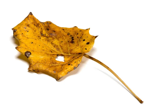 Autunno Pioppo Tremulo Secco Populus Tremula Foglia Con Foro Isolato — Foto Stock