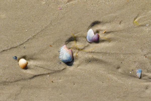 Wet Sand Beach Broken Seashells Sun Summer Day View — Stock Photo, Image