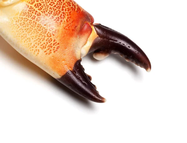 Gekookte Krab Hoek Geïsoleerd Witte Achtergrond Close Upzicht — Stockfoto