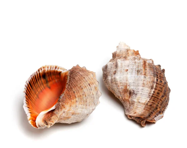 Three Shells Rapana Venosa Isolated White Background — Stock Photo, Image