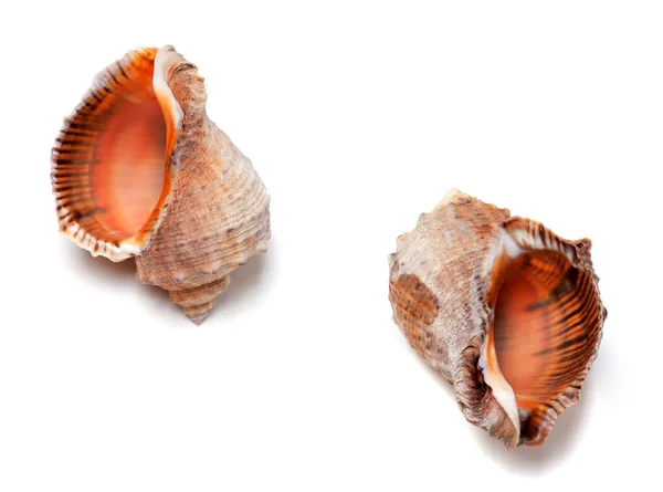 Two Empty Shells Rapana Venosa Isolated White Background — Stock Photo, Image