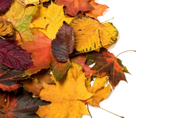 Outono Caído Folhas Multicoloridas Isolado Fundo Branco Com Espaço Cópia — Fotografia de Stock