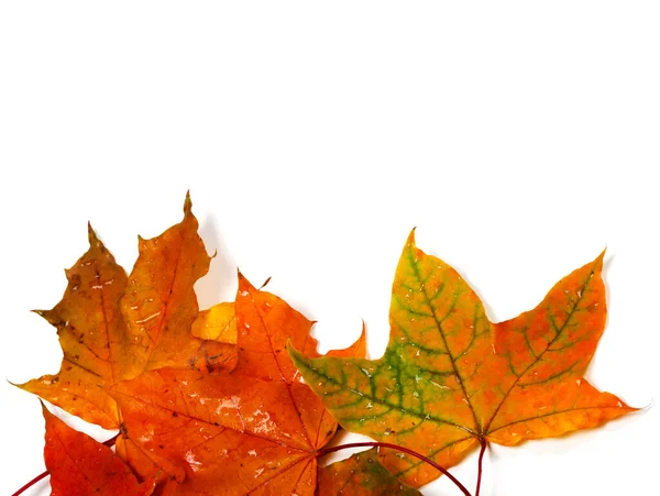 Wet Autumn Multicolor Maple Leafs Water Drops Isolated White Background — Stock Photo, Image