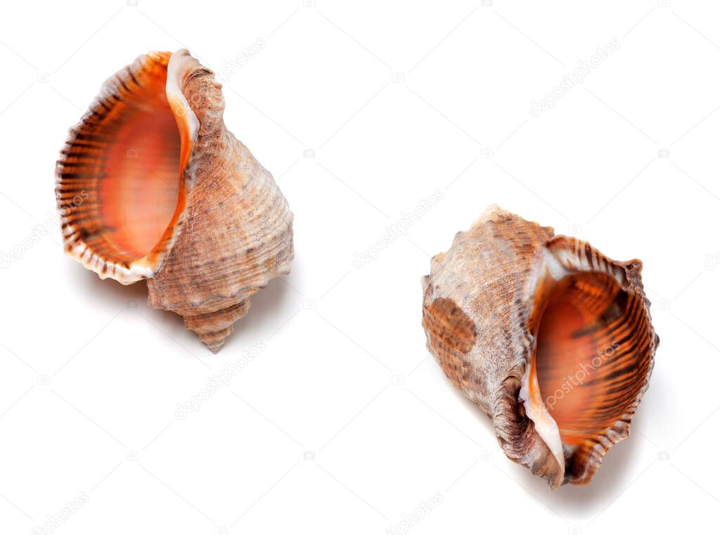 Two empty shells from rapana venosa. Isolated on white background.
