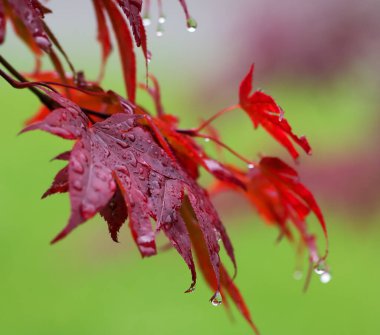 Japon akçaağaç yaprakları (Acer japonicum) ve yağmur sonrası su damlaları. Yakın çekim görünümü.