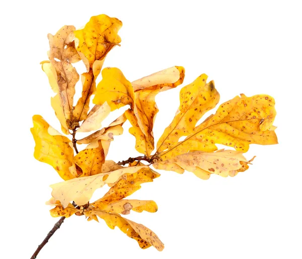 Yellow Dried Autumn Oak Twig Leaves Isolated White Background — Stock Photo, Image