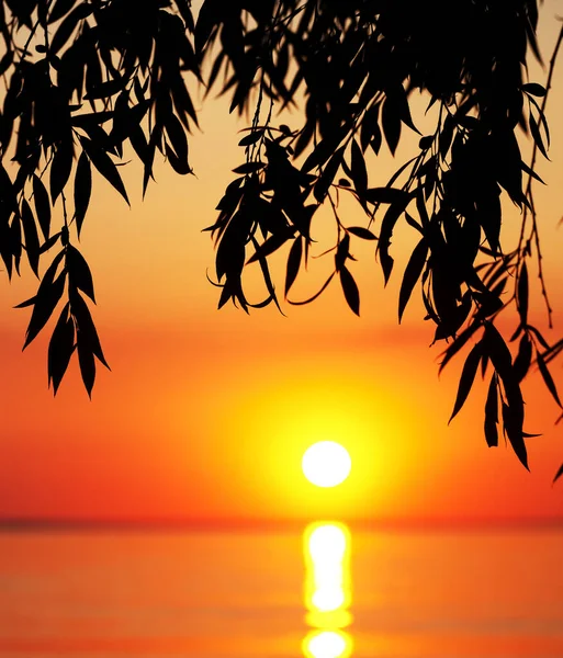 Silueta Větví Stromů Moře Západem Slunce — Stock fotografie