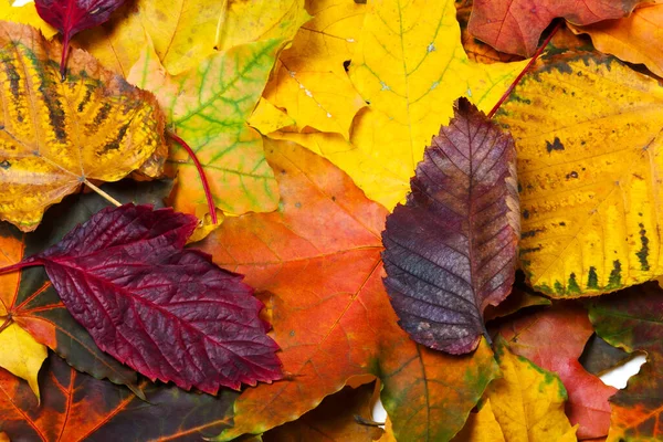 Herfst Gevallen Meerkleurige Bladeren Natuurlijke Achtergrond — Stockfoto