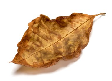 Autumn dry leaf of walnut tree, Juglans regia or common walnut. Isolated on white background. Close-up view. Selective focus.