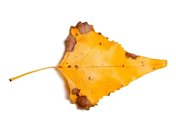 Autumn Yellow Leaf Poplar Isolated White Background Close View — Foto Stock