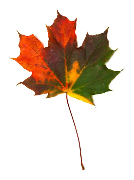 Autumn Multicolored Maple Leaf Isolated White Background — Stock Photo, Image