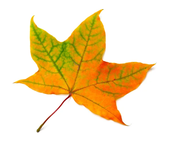 Autumn Orange Maple Leaf Green Streaks Isolated White Background — Stockfoto