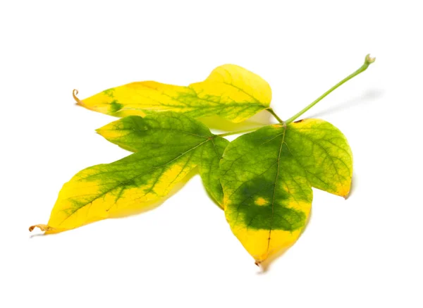 Yellowed Autumn Maple Leaf Acer Negundo Isolated White Background — Foto Stock
