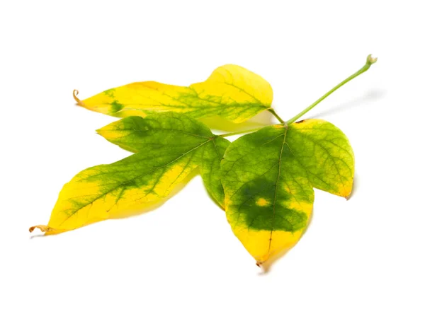 Yellowed Autumn Maple Leaf Acer Negundo Isolated White Background — Fotografia de Stock