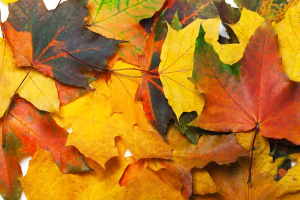 Autumn Multicolored Maple Leafs Natural Background — Stockfoto