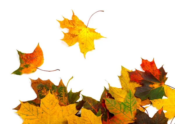 Autumn Multicolor Maple Leafs Isolated White Background Royalty Free Stock Images