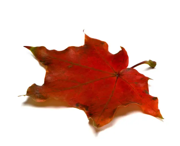 Dark Red Autumn Maple Leaf Isolated White Background — Stock Photo, Image