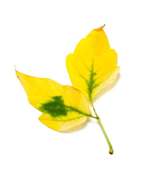 Yellow Autumn Maple Leaf Box Elder Isolated White Background — Fotografia de Stock