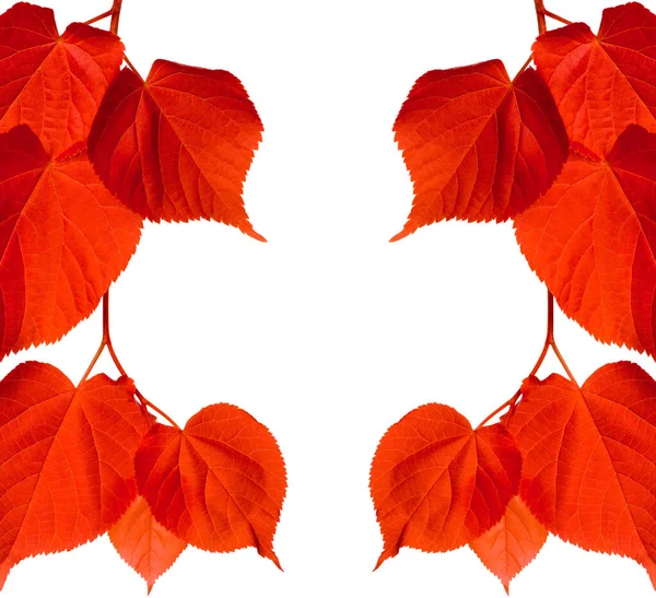 Red Tilia Leaves Isolated White Background Copy Space — Stock Photo, Image