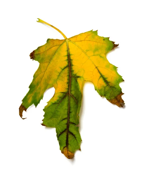 Multicolor Podzimní Javorový List Izolované Bílém Pozadí — Stock fotografie