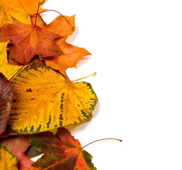 Herfst Droge Veelkleurige Bladeren Geïsoleerd Witte Achtergrond Met Kopieerruimte — Stockfoto