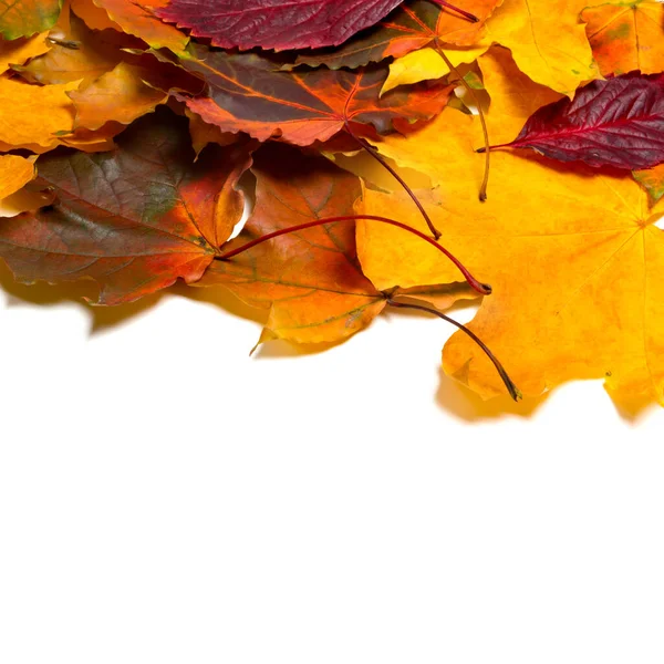 Herfst Veelkleurige Esdoorn Bladeren Geïsoleerd Witte Achtergrond Met Kopieerruimte — Stockfoto