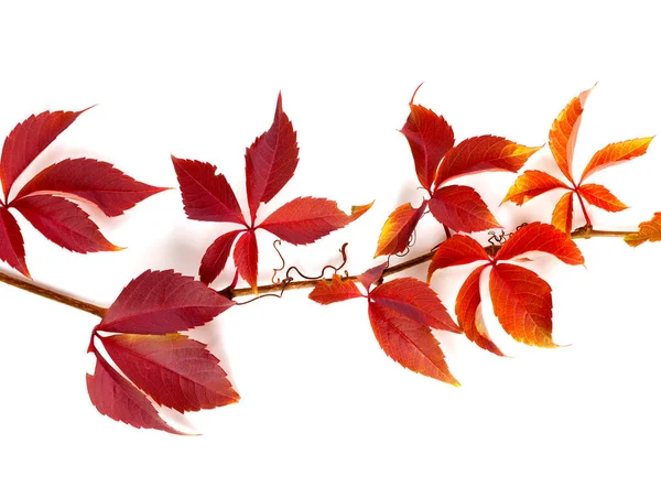 Ветвь Осеннего Красного Винограда Листья Parthenocissus Quinquefolia Листва Изолированный Белом — стоковое фото