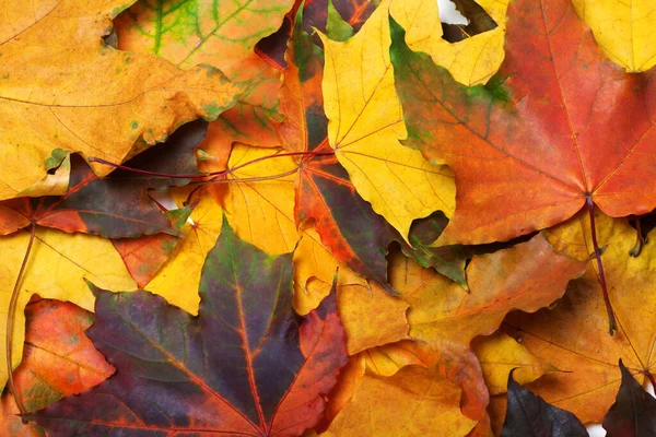 Осенние Разноцветные Кленовые Листья Естественный Фон — стоковое фото
