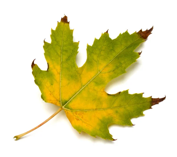 Herbst Vergilbtes Ahornblatt Isoliert Auf Weißem Hintergrund — Stockfoto