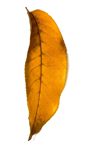 Foglia Gialla Noce Autunnale Juglans Regia Isolato Sfondo Bianco Vista — Foto Stock