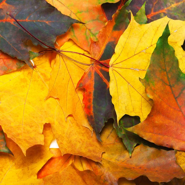 Jesień Wielu Kolorowych Liści Klonu Naturalne Tło — Zdjęcie stockowe