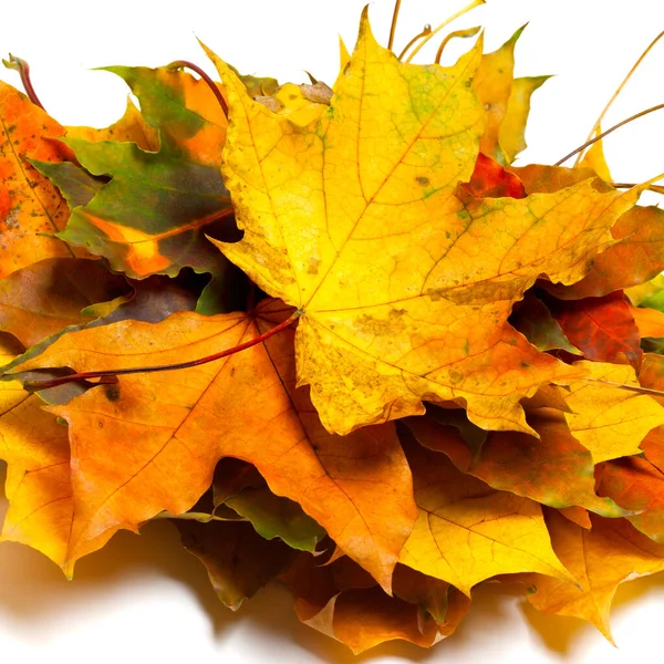 Куча Сухих Осенних Листьев Клена Белом Фоне — стоковое фото