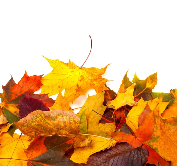 Осенние Разноцветные Листья Изолированы Белом Фоне — стоковое фото