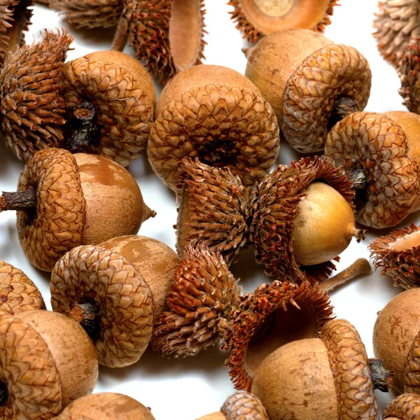 Herfst Droge Eikels Van Eik Witte Achtergrond — Stockfoto